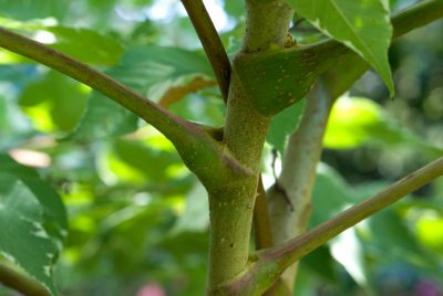 Aralia elata 'Variegata' - arálie štíhlá - nasazení listů na kmen